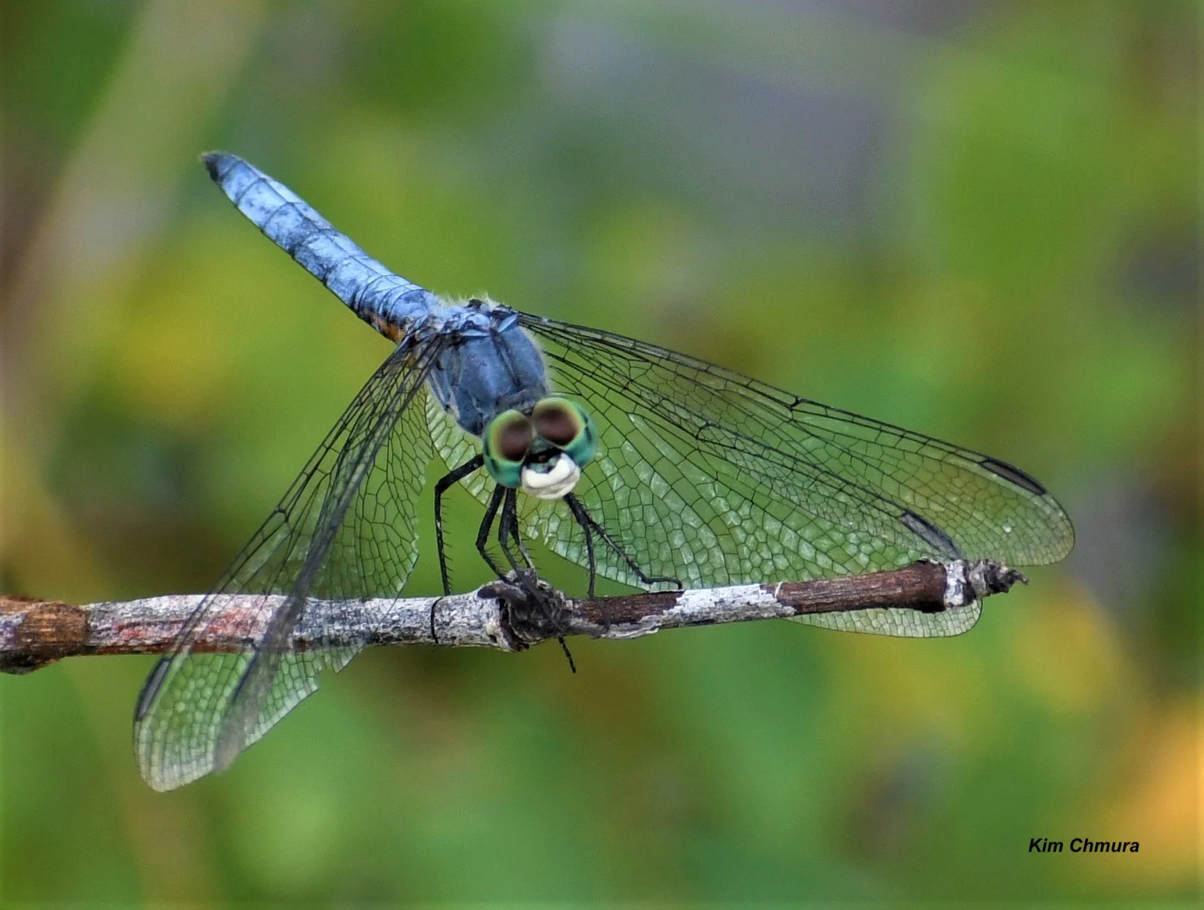Species of the Month — Dragonfly Society of the Americas